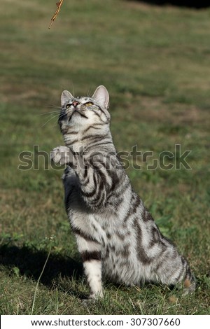 Wild cat in green grass background on cloudy day,  cat playing outside, playful cat in blurry background, photo