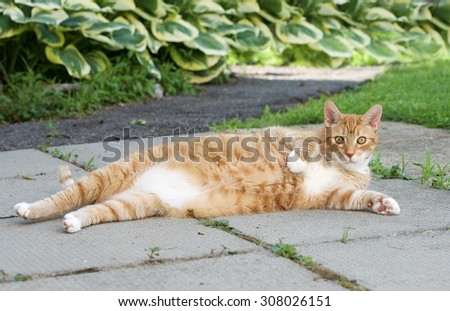 Brown cat looking straight to the camera, big cat relaxing in the street,funny lazy cat