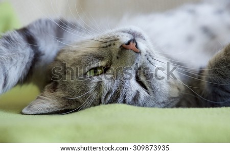 Portrait of elegant grey cat, domestic cat in blur background, cat portrait, animals, domestic cat,cat with green eyes close up in focal focus, grey cat resting in bed