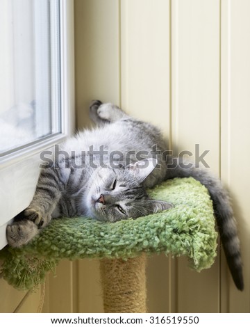 Sleepy cat in a balcony. Funny sleeping cat on hot summer day, humorous photo of sleeping cat. Cat resting
