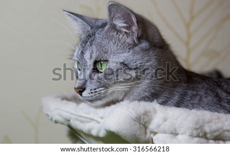 Curious and funny cat on warm  light background, watching cat close up, Cat portrait close up, only head crop, domestic cat, relaxing cat