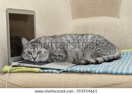 cat and notebook cat sitting on notebook computer kitten and