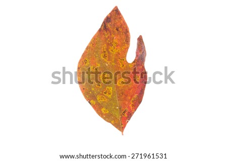 A fall leaf isolated on a white background.