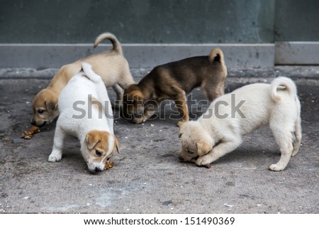 Hungry puppies eating on the ground