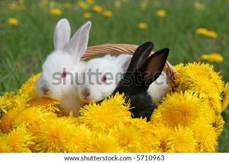Bunnies in dandelion basket - nice Easter picture