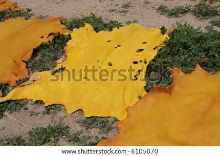 Yellow coloured pieces of skin in Morocco, Fez, Africa