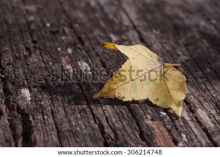 A fall maple leaf sitting on old deck wood.