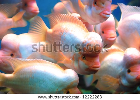 Beautiful fishes near the reef in the deep sea