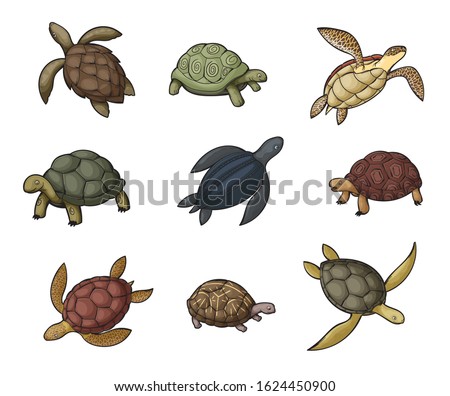 Cartoon Snapping Turtle | Free download on ClipArtMag