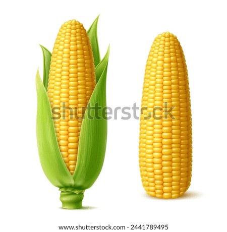 Realistic ripe sweet corn cobs with juicy kernels. Isolated 3d vector yellow raw maize corncobs with green leaves. Nutritious, tender, sugary cylindrical ears of farm plant, filled with rows of seeds