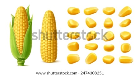 Realistic ripe raw sweet corn cobs and yellow kernels, vector maize vegetable, farm food. Isolated 3d sweetcorn corncobs with green leaves and husk, golden corn grains and seeds, maize crop plant