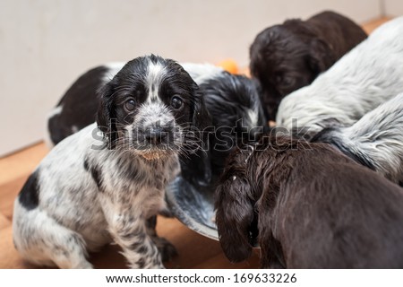 Cute spaniel puppies eating from the one bowl.