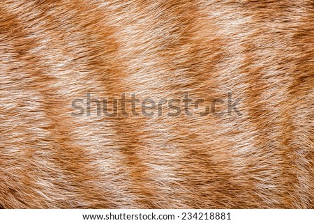 Close-up of ginger cat fur