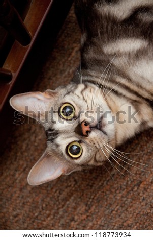 Young bengal cat