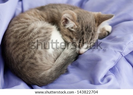 Small sleeping kitten