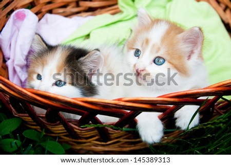 Two three-colored kittens sitting in the basket