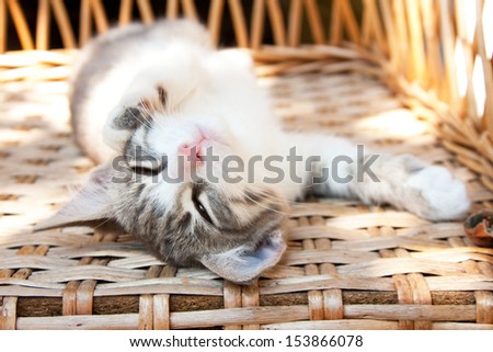 Small kitten sleeping on the wooden armchair