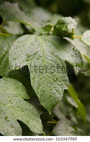 Water drops on the leaves of snowball tree after the rain