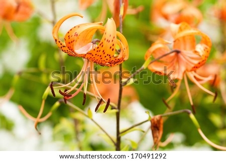 Orange day-lily