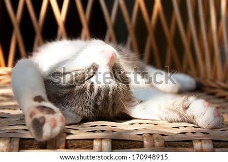 Small kitten sleeping on the wooden armchair
