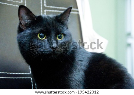 Big black cat