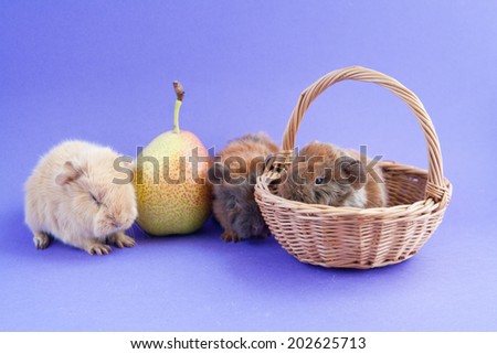 Three little guinea pigs sitting on lavender background with a pear and a basket