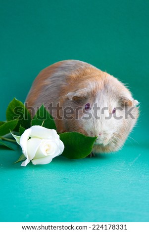 Guinea pig with white rose