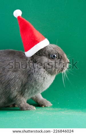 Big grey rabbit in Santa Claus hat sitting on green background