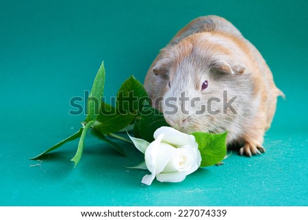 Guinea pig with white rose