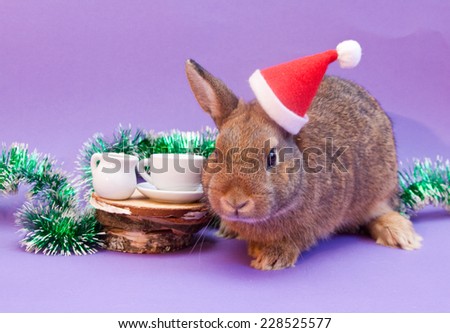 Beautiful brown rabbit in Santa Claus hat