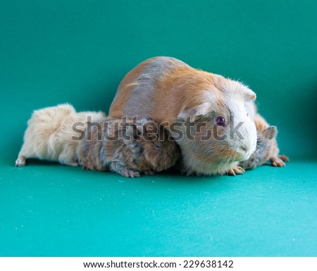 Guinea pig with her kids