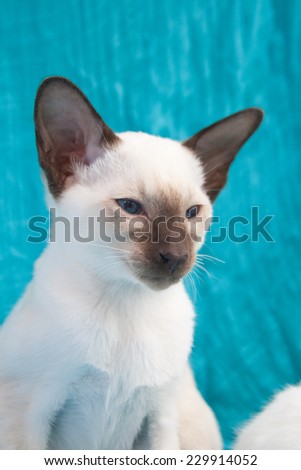 Oriental blue-point Siamese kitten sitting on blue background