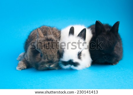 Three small rabbits sitting on blue background