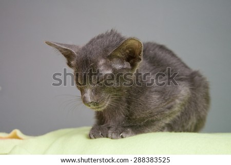Sick grey oriental kitten