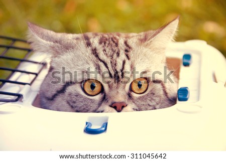 Scottish straight shorthair cat sitting in carrying box