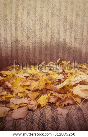 Pale leaves on the broken sofa