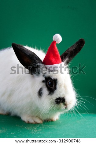 Big white rabbit in Santa Claus hat sitting on green background