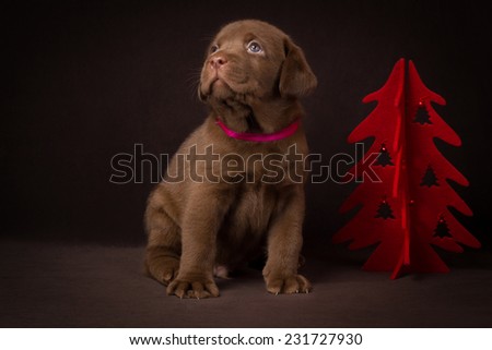 Chocolate labrador puppy sitting on brown background near the red Christmas tree.