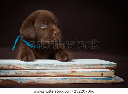 Chocolate labrador puppy lying on the colored boards. Brown background