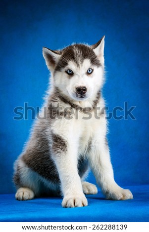 siberian husky puppy  with blue eyes sitting on blue background