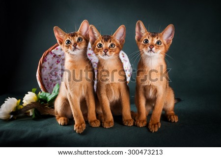 group of abyssinian cats on dark green background.