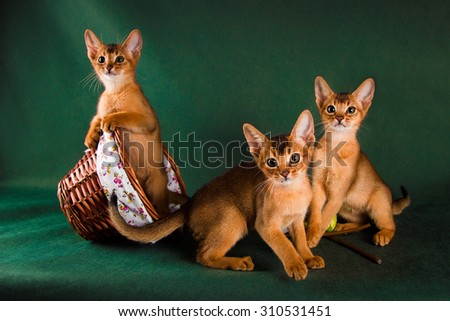 group of abyssinian cats on dark green background.