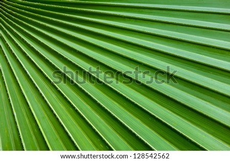 Lines abstract image of Green Palm leaves