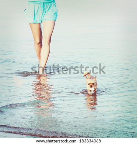 Woman legs and chihuahua dog in sea water. With retro filter effect.