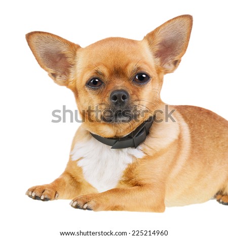 Chihuahua Dog in Anti Flea Collar Isolated on White Background. Closeup.