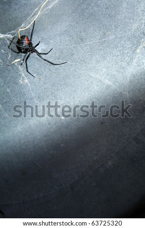 A Black Widow spider in her web under a metal lid.