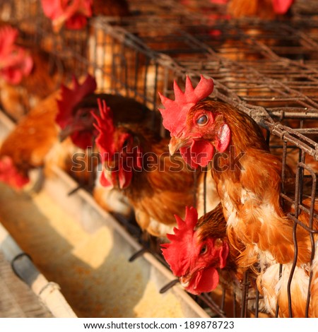 Chicken on traditional poultry farm
