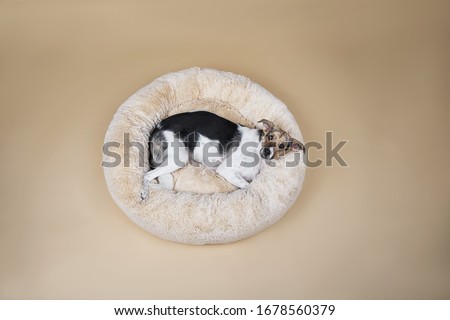 Similar – Image, Stock Photo Obedient mongrel dog muzzle on blurred park background