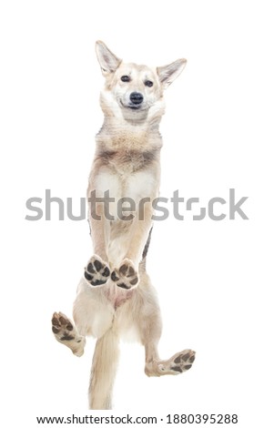 Similar – Image, Stock Photo View from below to a balcony on which a folded clotheshorse is leaning against the wall and an empty flowerpot is standing on the balustrade