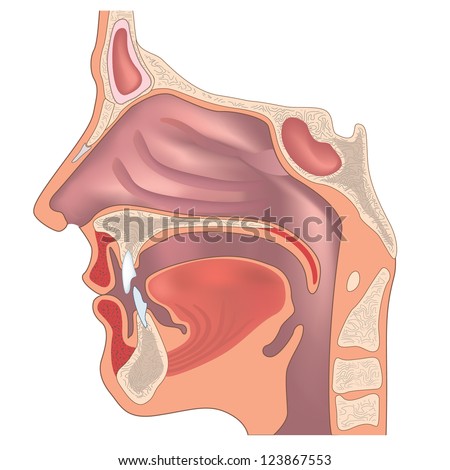 Anatomy Of The Nose And Throat. Stock Vector 123867553 : Shutterstock